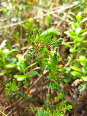 Empetrum nigrum