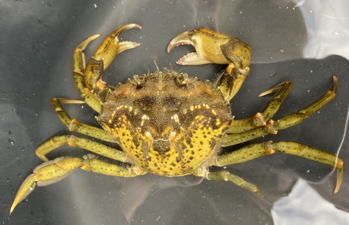 European Green Crab, photo 4 of 10