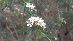 Sannantha pluriflora