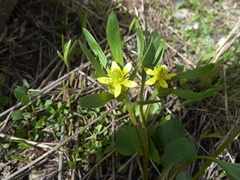 Ranunculus inamoenus