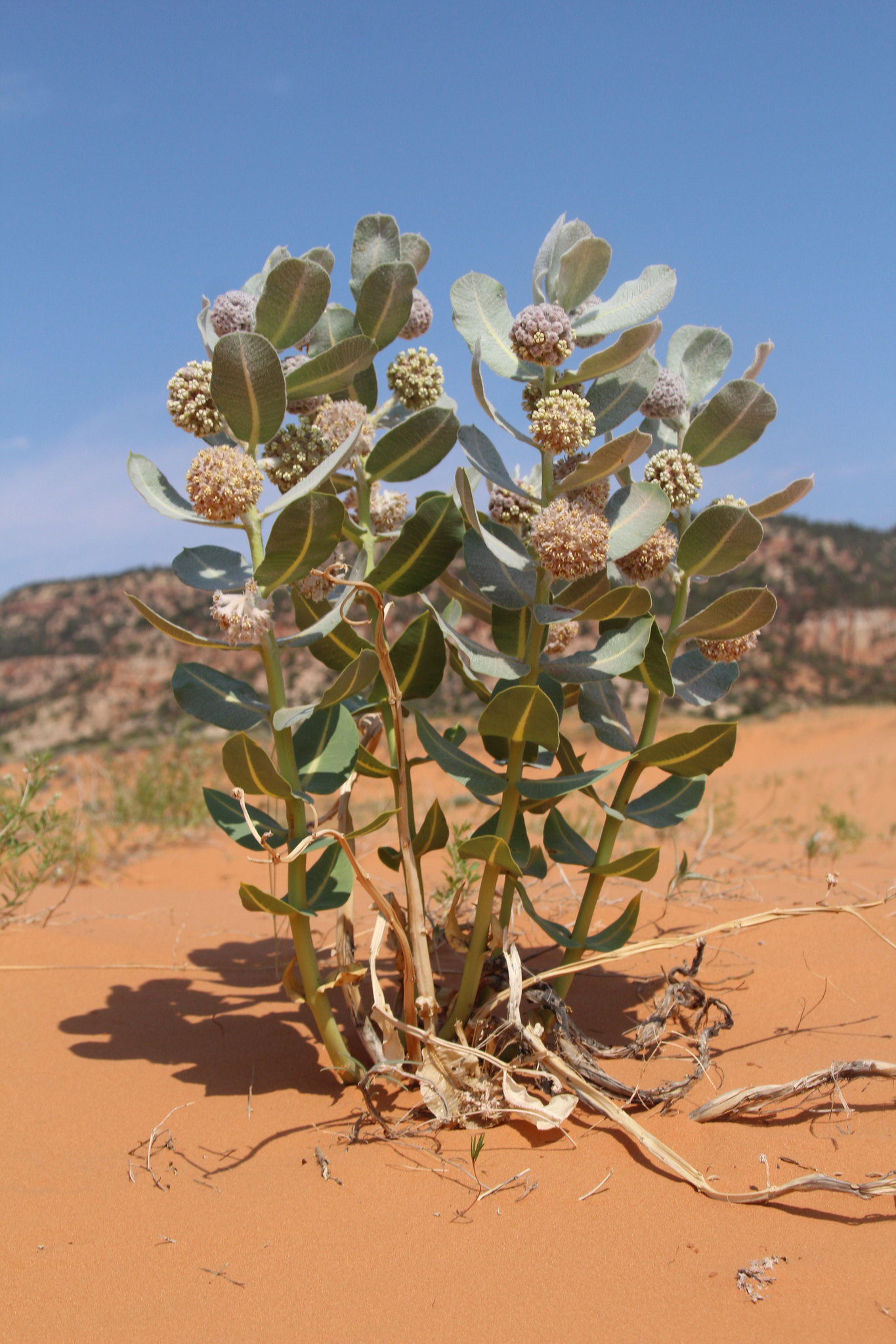 Asclepias welshii