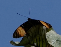 Adelpha melanthe