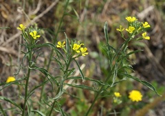 Erysimum rhaeticum