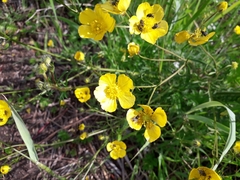 Ranunculus polyanthemos