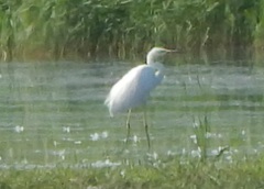 Ardea alba