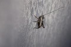 Pachytrachis gracilis