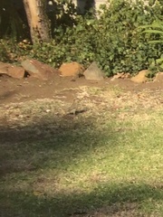 Ploceus velatus