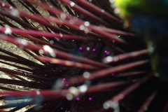 Centrostephanus longispinus
