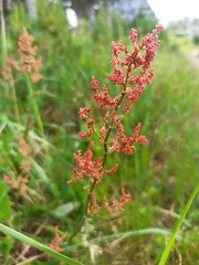 Rumex