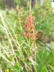 Rumex