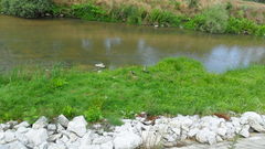 Alopochen aegyptiaca