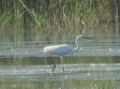 Ardea alba