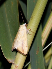 Pardoxia graellsii
