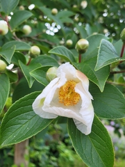 Stewartia