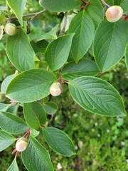 Stewartia