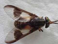 Chrysops sackeni