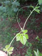 Momordica charantia