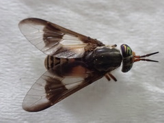 Chrysops sackeni