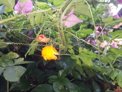 Momordica charantia