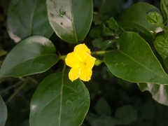 Momordica charantia