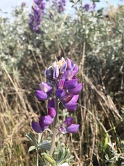 Lupinus albifrons collinus