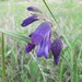 Gladiolus atroviolaceus - Photo (c) Grzegorz Grzejszczak, μερικά δικαιώματα διατηρούνται (CC BY-SA), uploaded by Grzegorz Grzejszczak