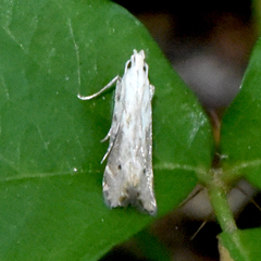 Monochroa angustipennella