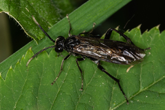 Macrophya infumata