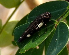 Agrilinae