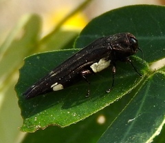 Agrilinae