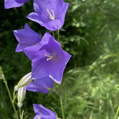 Campanula persicifolia