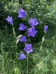 Campanula persicifolia