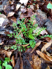 Cardamine impatiens