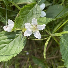 Rubus caesius