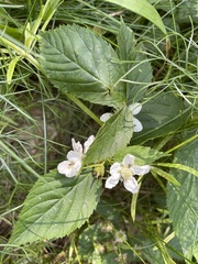 Rubus caesius