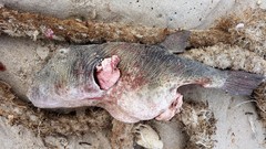 Feroxodon multistriatus