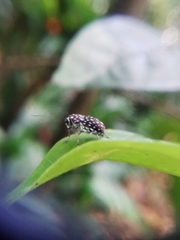 Exechesops