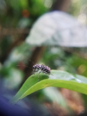 Exechesops