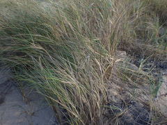 Thinopyrum distichum