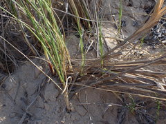 Thinopyrum distichum