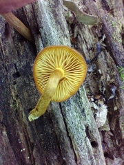 Phaeomarasmius proximans
