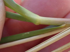 Thinopyrum distichum