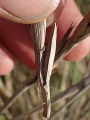 Thinopyrum distichum
