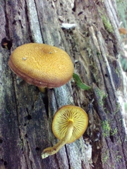Phaeomarasmius proximans