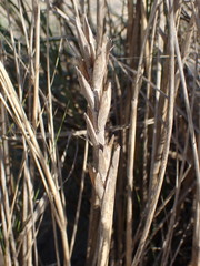 Thinopyrum distichum