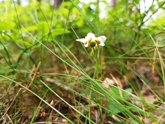 Moneses uniflora