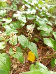 Maianthemum bifolium