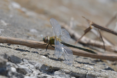 Cordulia aenea amurensis