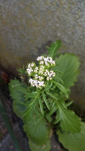 Annual Valerian