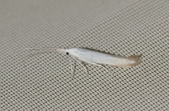 Coleophora albidella
